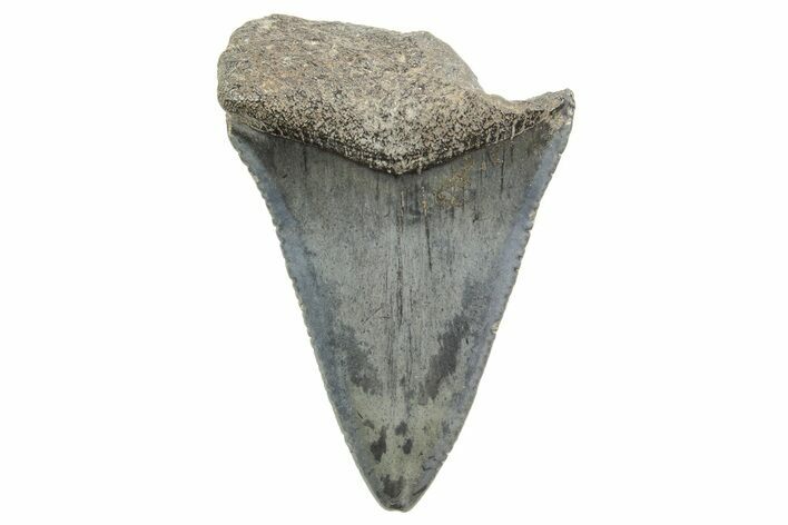 Serrated, Fossil Great White Shark Tooth - South Carolina #374672